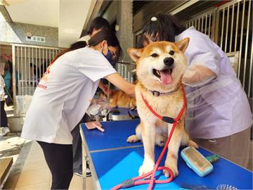 女子棄養16隻柴犬　竹縣動保所罰41.5萬元禁養犬貓