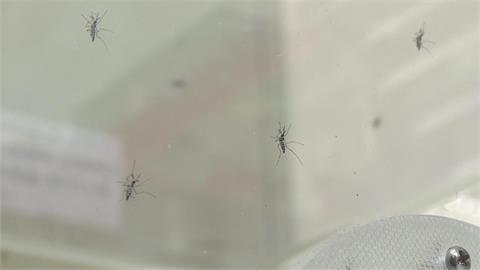 蚊子也熱到受不了！　日本秋天轉涼蚊子數量不減反增
