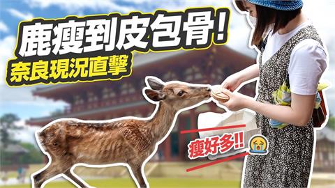 日本觀光客驟減！奈良鹿沒人餵「瘦到皮包骨」　搶食仙貝比過去還兇