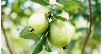 天母買芭樂「3顆600元」網友吃驚 常客逆風挺店家:價錢真的正常