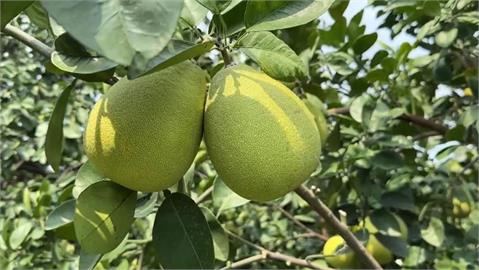 中國開放台灣「文旦柚」進口　黃偉哲盼開放更多農產銷中
