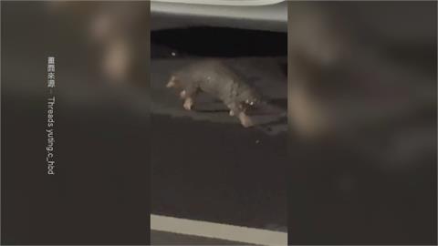 驚！穿山甲現蹤台中市區　經貿園區停車場深夜直擊保育類