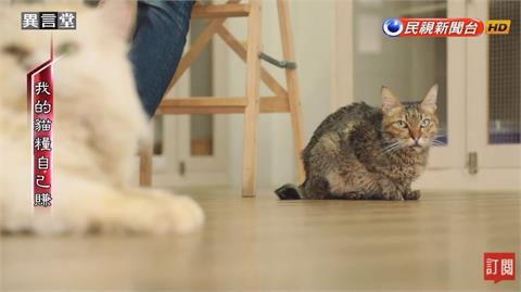 異言堂／「我的貓糧自己賺！」 貓咪中途之家的故事