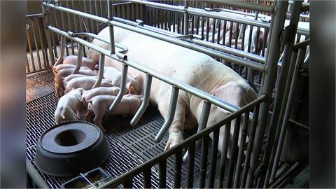 非洲豬瘟「不會豬傳人」！病毒藏肉中「冷凍活逾百天」專家揭致命特性：難殺死