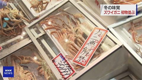 日本松葉蟹捕撈季開跑　編號第1號「輝松葉蟹」拍出500萬日圓天價