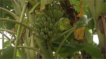 果農研發有機芭蕉一周採收2次 年產值達200萬