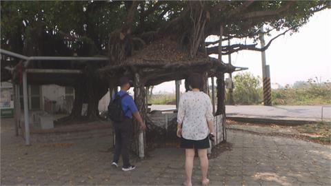 嘉義地方奇景！60年大榕樹包圍涼亭 