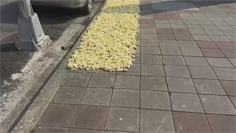 在地美食？花椰菜「丟地曝曬」　蒼蠅狂飛　店家：自己要吃的