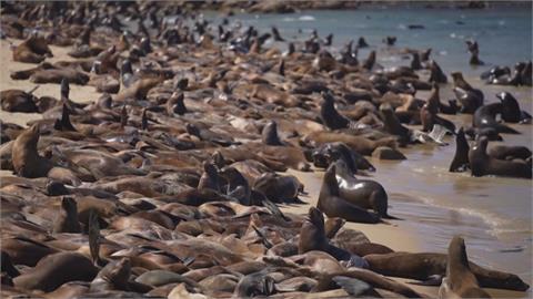 上百海獅齊聚加州海灘開趴！　居民怨：吵到不行
