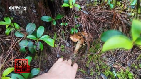 雲南掀採野菇熱潮　「大理採菌子」報名人數踴躍
