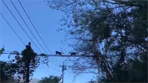 南投馬烈霸部落台灣獼猴肆虐　柿子園遭破壞損失近百萬