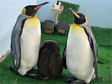 快新聞／超Q！企鵝寶寶「毛絨絨亮相啦」　北市動物園命名活動明起跑