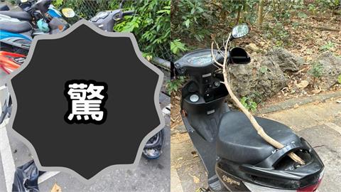 壽山動物園驚見「一排機車上卡樹枝」！她曬2張圖釣解答：防大師兄亂搞