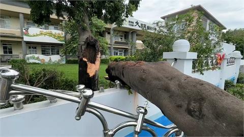 「山陀兒」橫掃！　香蕉園、蓮霧園倒光　農民心淌血