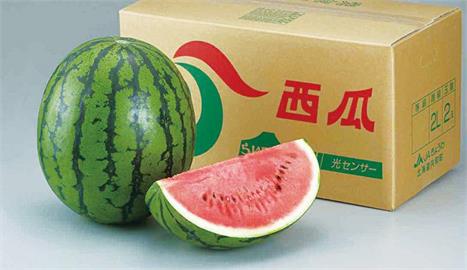日本夏日水果產季到！　業者忙採收、辦盛大出貨儀式