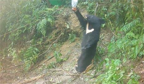 花蓮、台中傳黑熊中套索受傷　1小母熊猝死！另熊母子後送治療