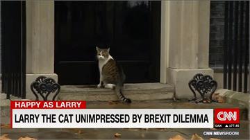 脫歐事不關己 「英國第一貓」賴瑞慵懶過活