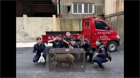 桃園大街野生山豬亂竄！　員警靠「它」成功收服山豬