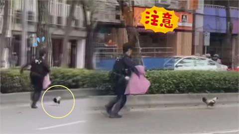 台警「街頭雞戰」22秒片紅到日本　眼尖網驚見路旁招牌：超應景