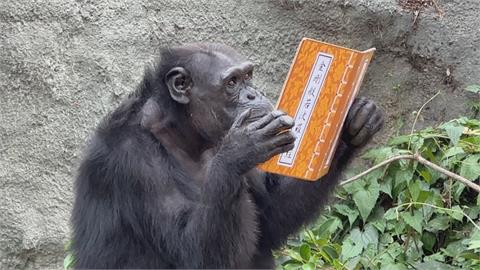 世界閱讀日享受書香　黑猩猩竟在翻看美食書