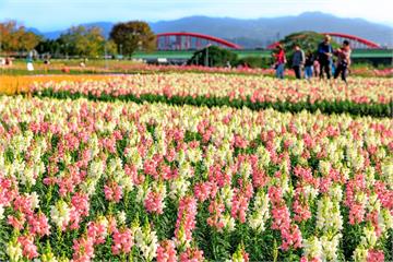 北市河濱花海浪漫絕美　春節來賞花運動擁抱大自然
