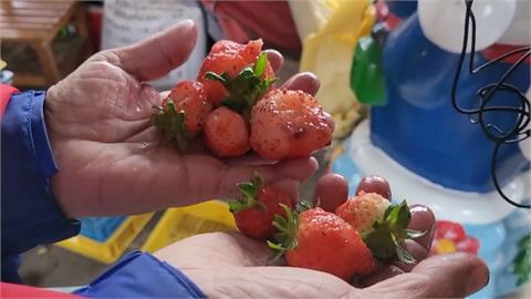 連５天降雨　大湖草莓腐爛、損失約４成
