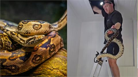 澳洲女躺床「被水滴到」驚見天花板藏3條蟒蛇！滴下的竟是「蛇尿」…
