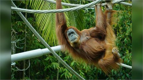 印度巨型動物園掀風波　瀕危物種收購引爭議