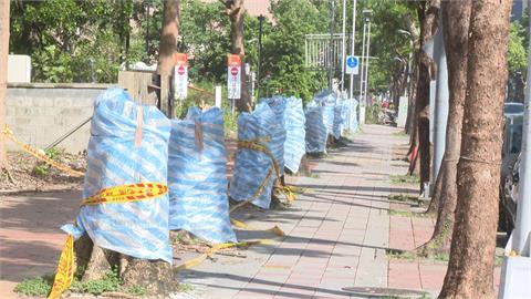 北市狂砍3164棵樹挨轟　網傳為「這件事」市府將提告