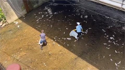 基隆鶯歌溪驚見「大量魚翻肚」　超過上千公斤！環保局解釋原因
