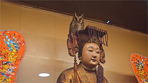 奇特！貓頭鷹站媽祖頭冠上不走　廟方：與媽祖有緣