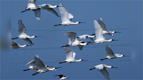 從瀕危降級！全球黑面琵鷺6成在台灣　黃偉哲喊話：全民守護