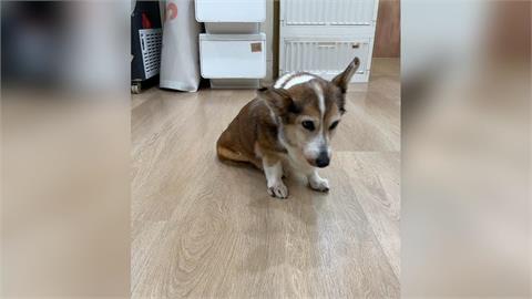 快新聞/涉虐柯基慘了!飲料店主到案稱「這原因」失控 動保處出手下場曝