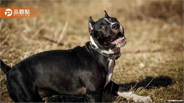 比特犬咬傷浪犬惹眾怒！飼主恐面臨高額罰款