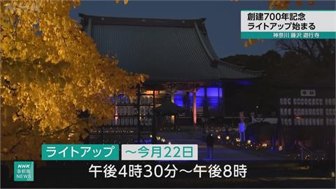 神奈川「遊行寺」700週年點燈　700歲大銀杏更顯雄偉