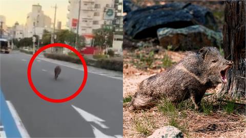 東京驚見野豬街頭狂奔！專家笑了「牠看到人也嚇得要死」親揭豬豬誤闖市區心聲