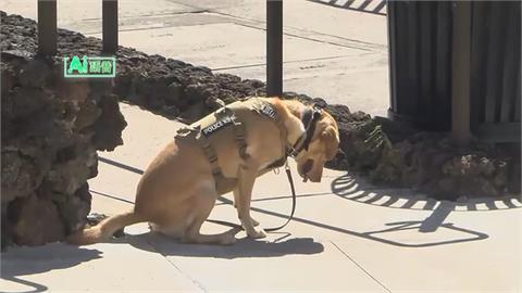 汪星人神隊友！　警犬泥濘山徑展「神鼻」救回脫水老翁