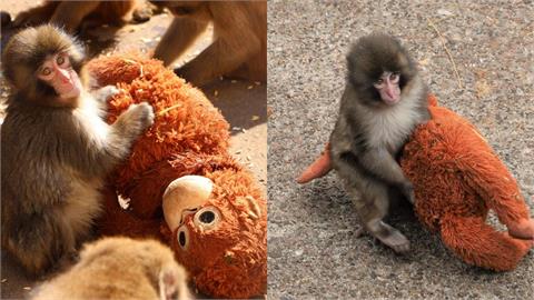 遭生母棄養「把娃娃當媽」！日本小猴Panchi「遭同伴拖行」動物園解釋了