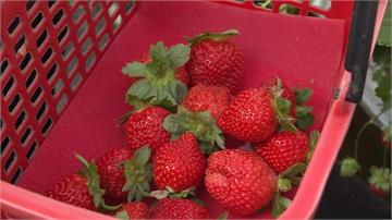 今年受氣候影響 香水草莓提早一個月上市