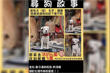 米可白關心「健康」下落　彰化虐狗案飼主先開罰3萬元