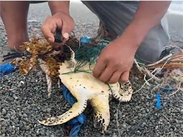 蘭嶼玳瑁被漁網纏住　民眾急拆網讓牠回大海懷抱