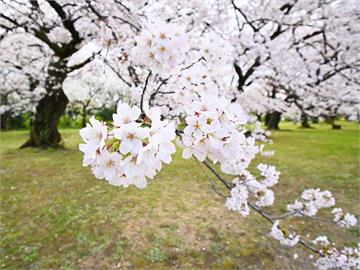 「春分」日本列國定假日！　預測3地搶先迎櫻花季