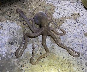 禁捕期啟動！澎湖特有種小章魚數量告急　違者最重判3年