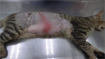 延吉街虐貓怪客潑不明藥劑 19街貓受害