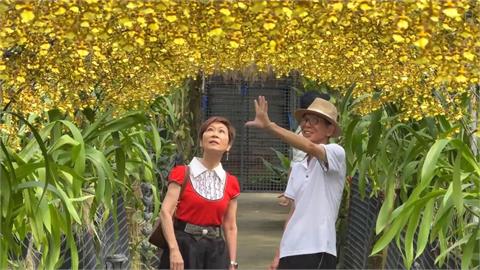 「文心蘭黃金隧道」浪漫登場　金黃色花海猶如金色瀑布