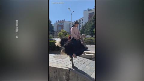 中國出現「騎鴕鳥」奇特景象　聲稱比電動車更快、更環保？