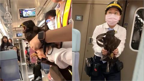快新聞／不速之客！台鐵列車長手到「禽」來　汐止站月台安全放飛