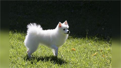 寵物飼主注意！中壢運動公園驚見紅火蟻　區公所急處置：已投藥防治
