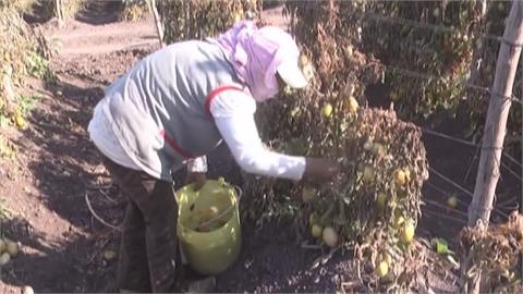 川普對等關稅下重手　墨西哥強硬、巴西盼重啟談判