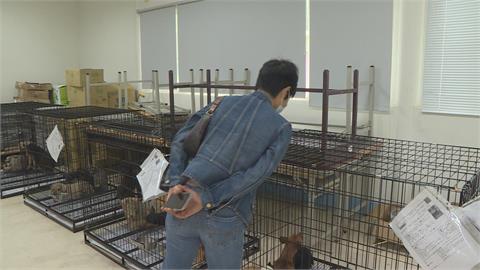 苗栗人人犬舍毛小孩遭割聲帶 首波85隻開放認養